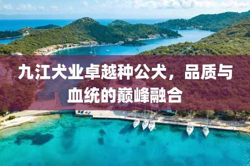 九江犬業(yè)卓越種公犬，品質與血統(tǒng)的巔峰融合