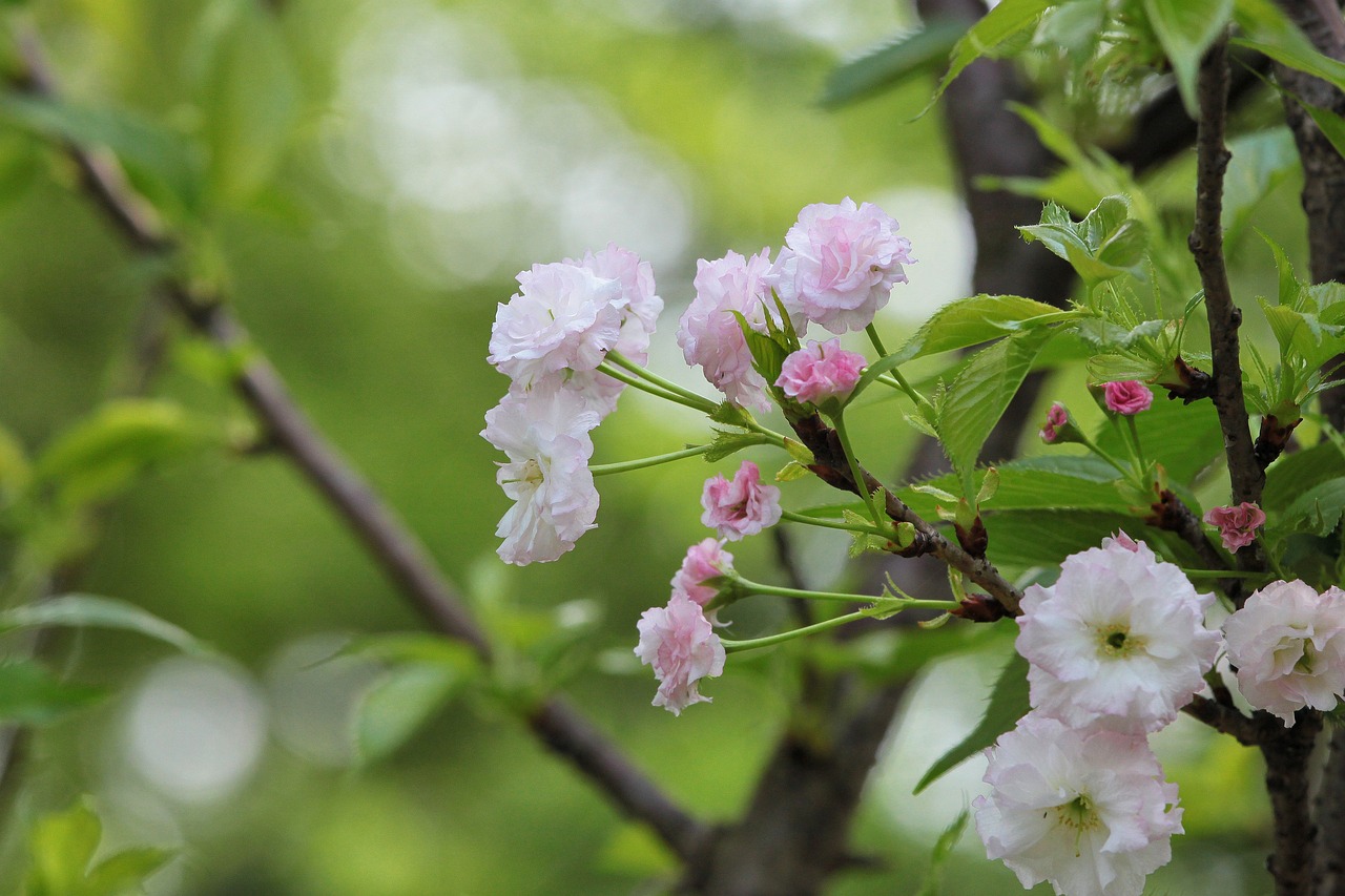煙臺(tái)柏林春天最新動(dòng)態(tài)，城市蓬勃發(fā)展的新篇章
