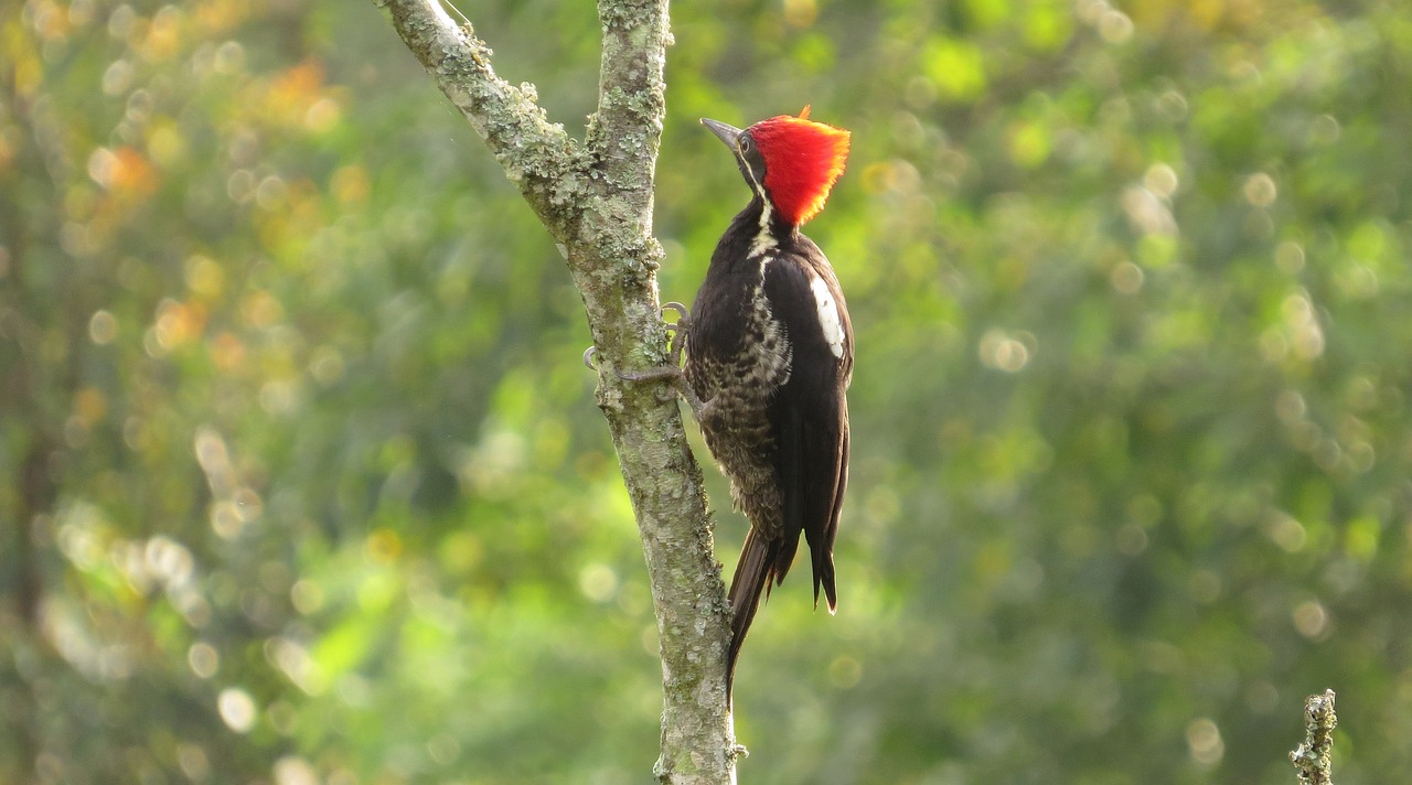 九科綠洲最新消息深度解析，最新動態(tài)與解讀