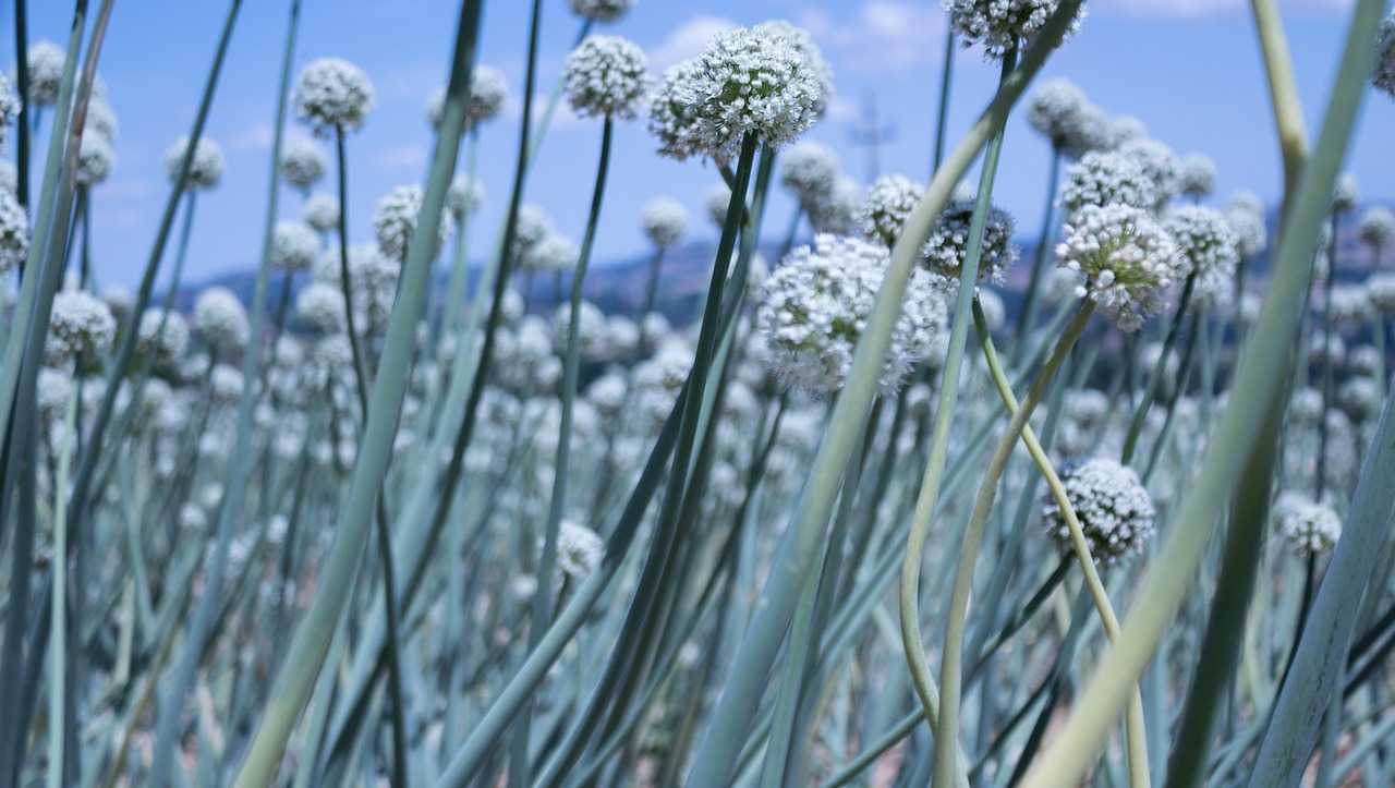 最新仿真花圖片與價格，美化生活的藝術(shù)品展示