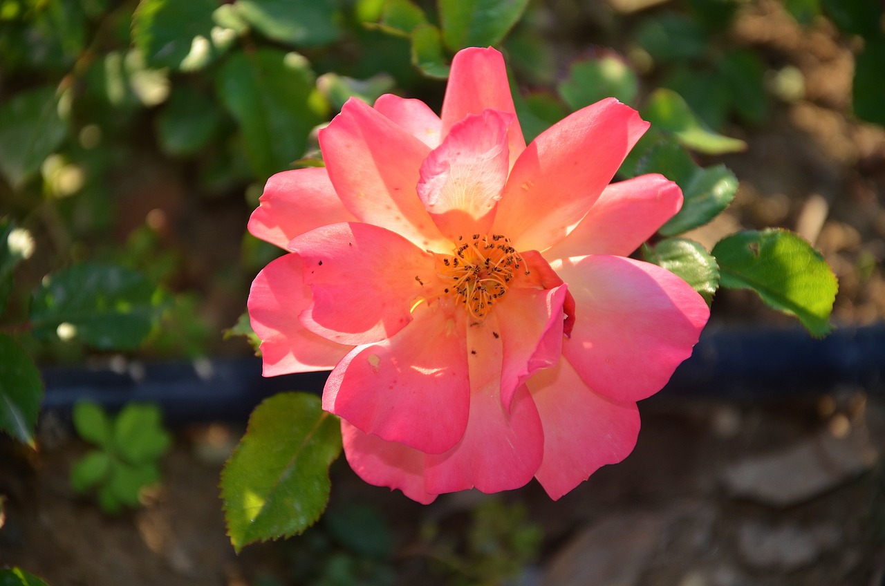 最新青?；▋褐绷畲笕珔R總