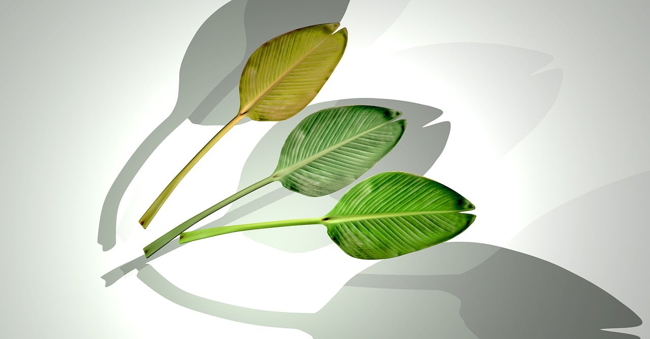 石家莊華普城最新動態(tài)，城市發(fā)展的脈搏與未來展望揭秘