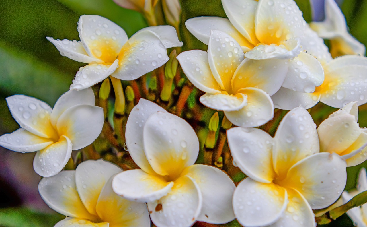 最新生肖桃花運(yùn)分析，揭秘2016年生肖桃花運(yùn)勢(shì)