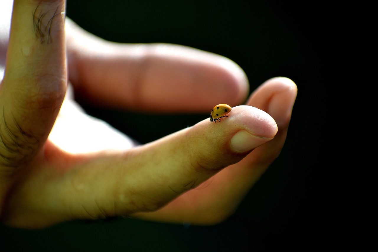 王者榮耀貂蟬最新動(dòng)態(tài)，英雄重塑與皮膚更新消息揭秘