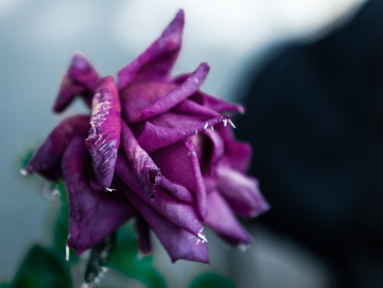 天津老年卡最新動(dòng)態(tài)，關(guān)愛(ài)老年人，打造便捷生活