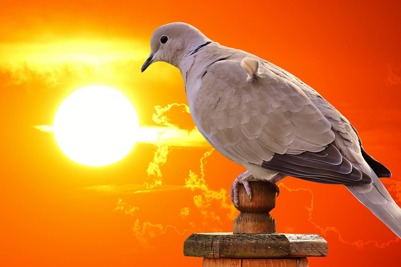 最新名家天落鴿圖片的藝術(shù)魅力與賞析，揭秘其獨特魅力及賞析精選圖片