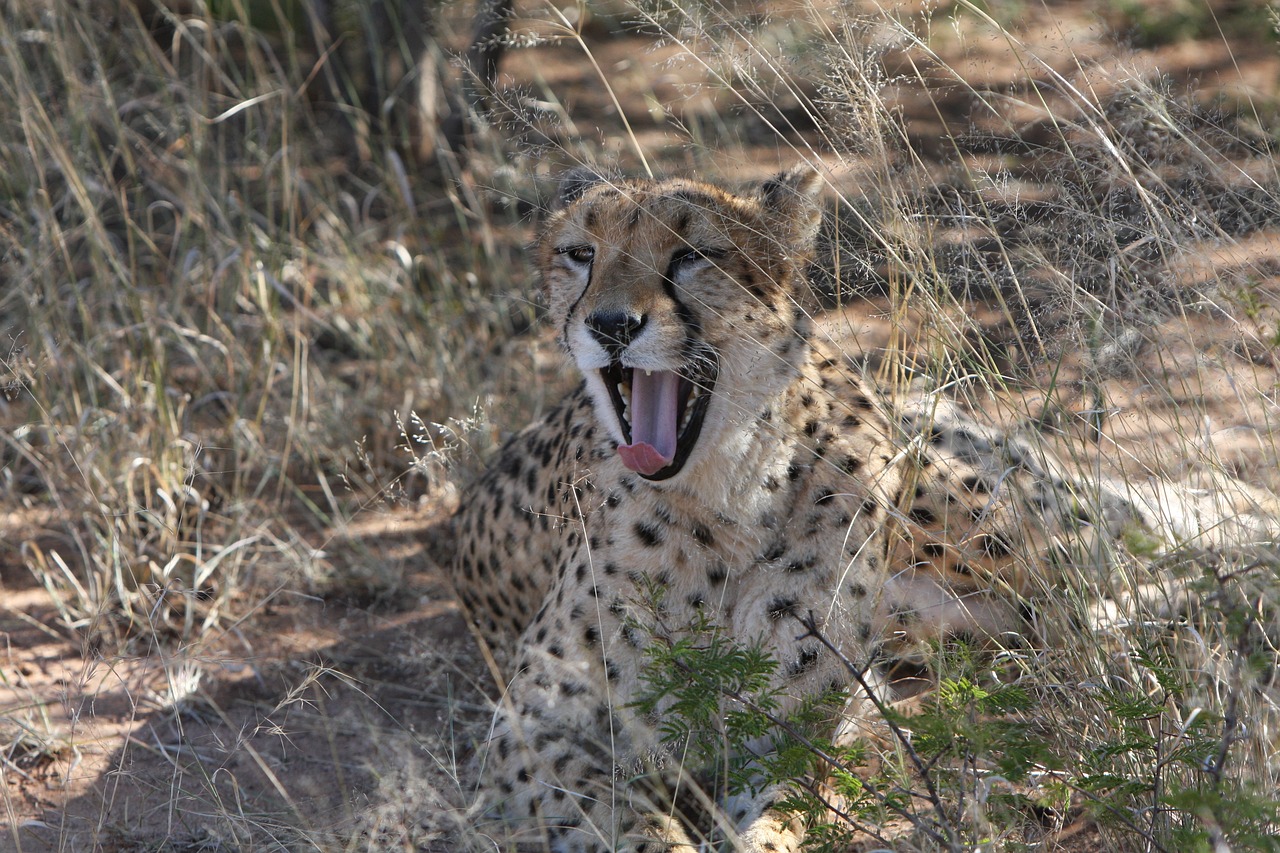 最新人與動(dòng)物電影網(wǎng)站，探索人與自然的和諧共生之道