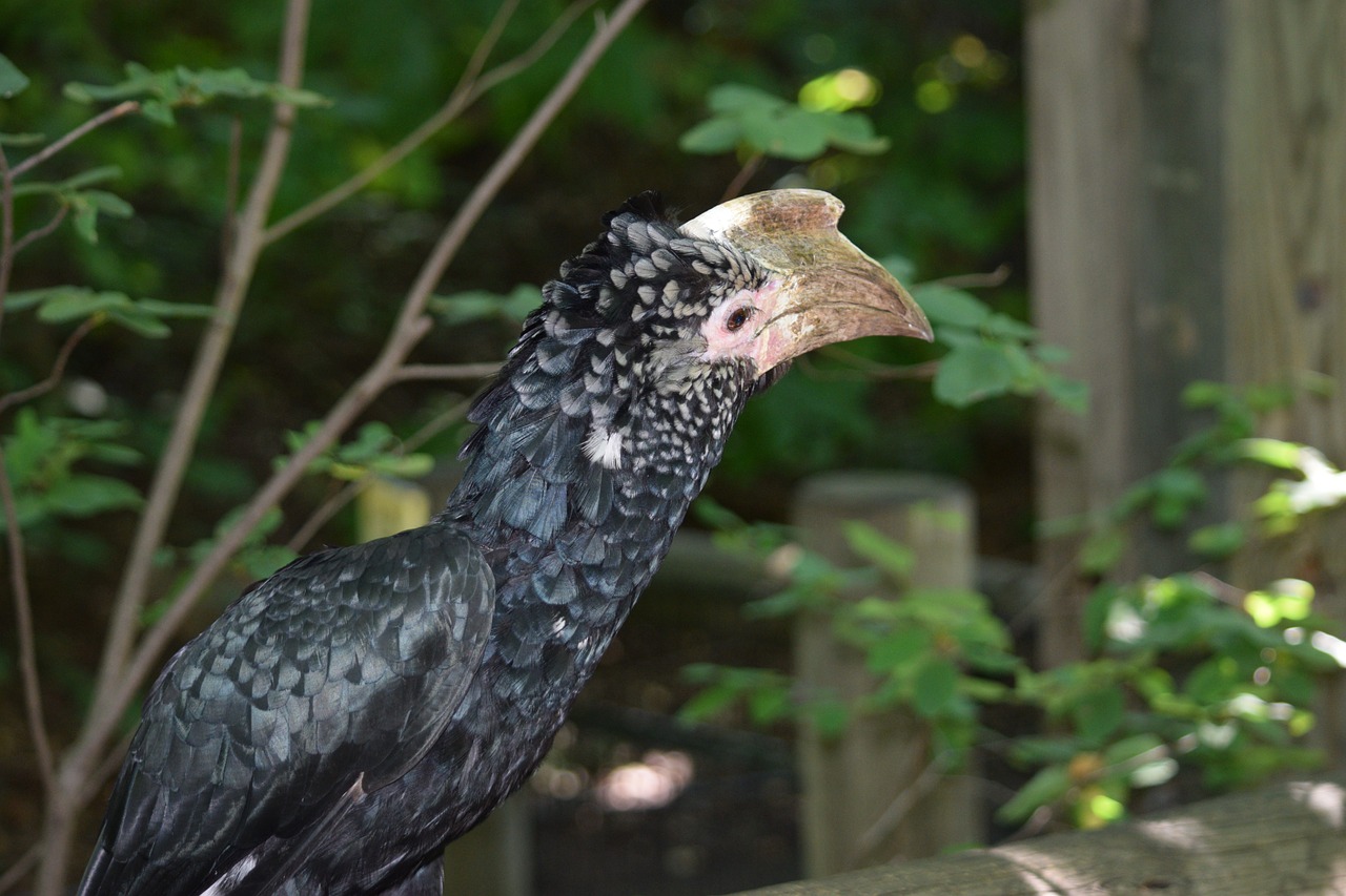 探尋保定城市中的自然之聲，最新百靈鳥信息一覽