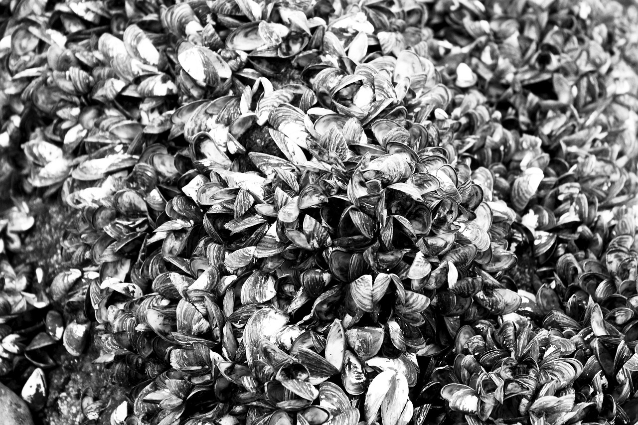 藍山海岸二期最新動態(tài)，引領居住新潮流，探索未來生活品質新境界