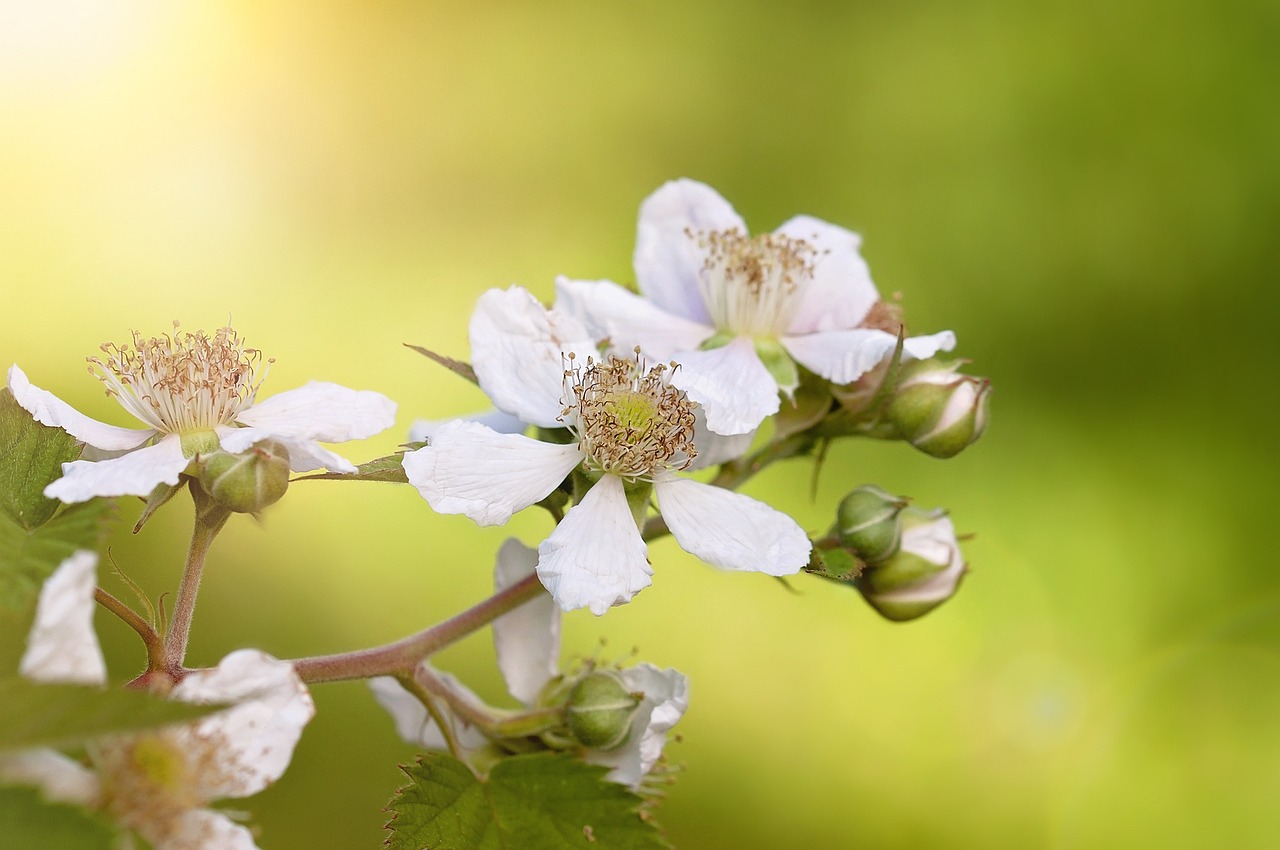 王寶強(qiáng)與馬蓉的最新動(dòng)態(tài)，情感糾葛與人生的新篇章