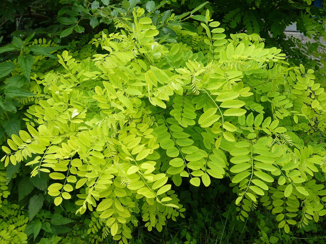 幸福林帶三期最新進(jìn)展，綠色生活展望，未來(lái)動(dòng)態(tài)揭秘