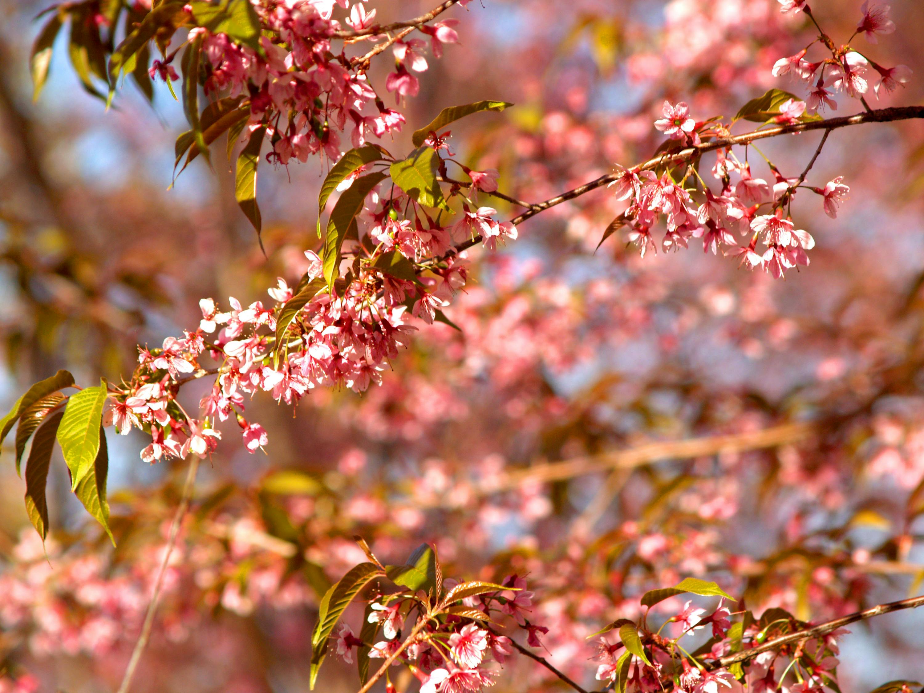 花伴落官途最新章節(jié)，權(quán)力之路的芬芳與挑戰(zhàn)
