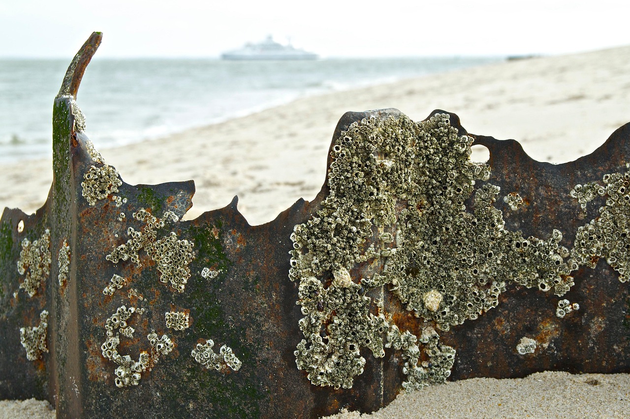 日本失聯老師最新動態(tài)，搜救行動進展與持續(xù)關注聚焦