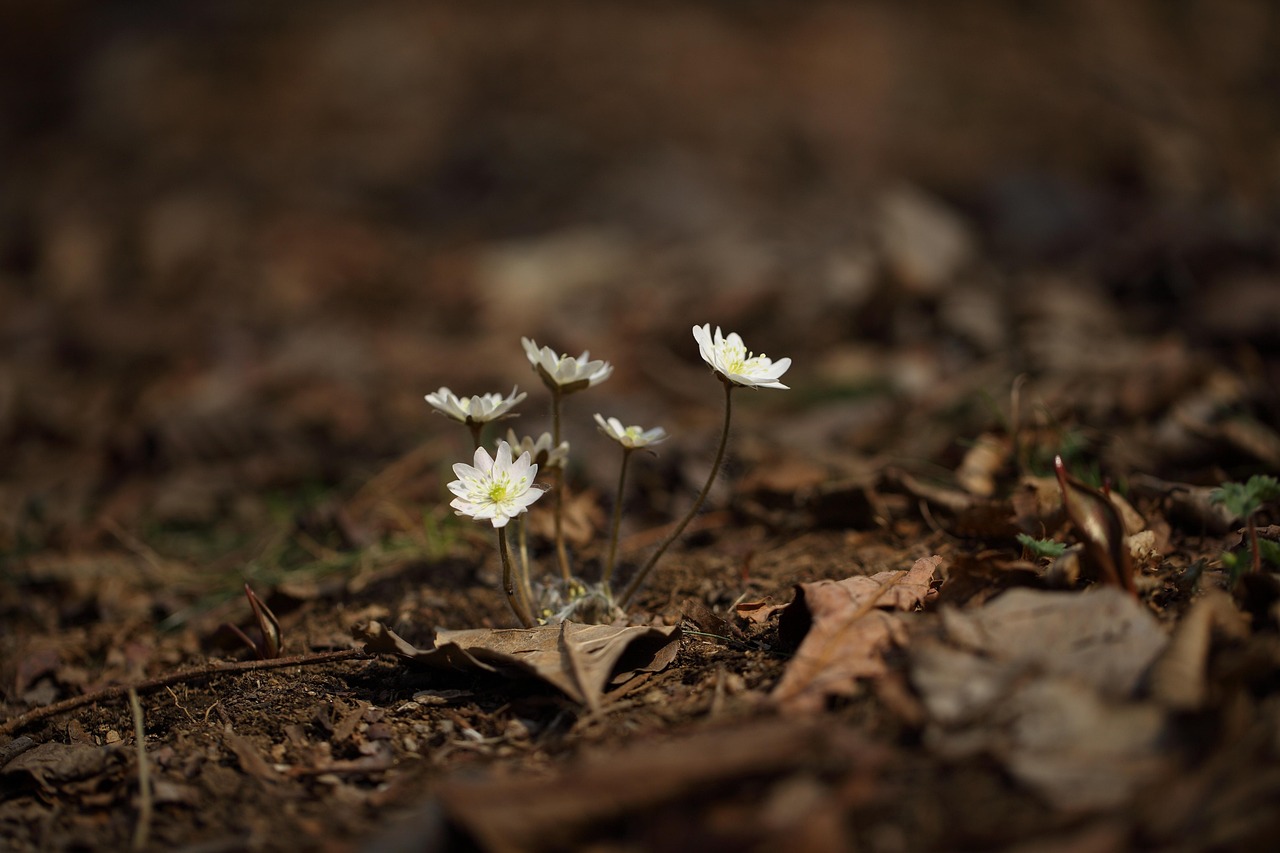 揭開神秘面紗，山海天臥龍山最新動(dòng)態(tài)與消息揭秘新篇章