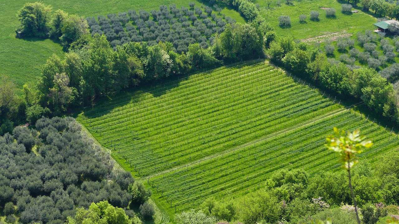 東營農(nóng)高區(qū)引領(lǐng)農(nóng)業(yè)科技創(chuàng)新，助力鄉(xiāng)村振興最新消息揭秘