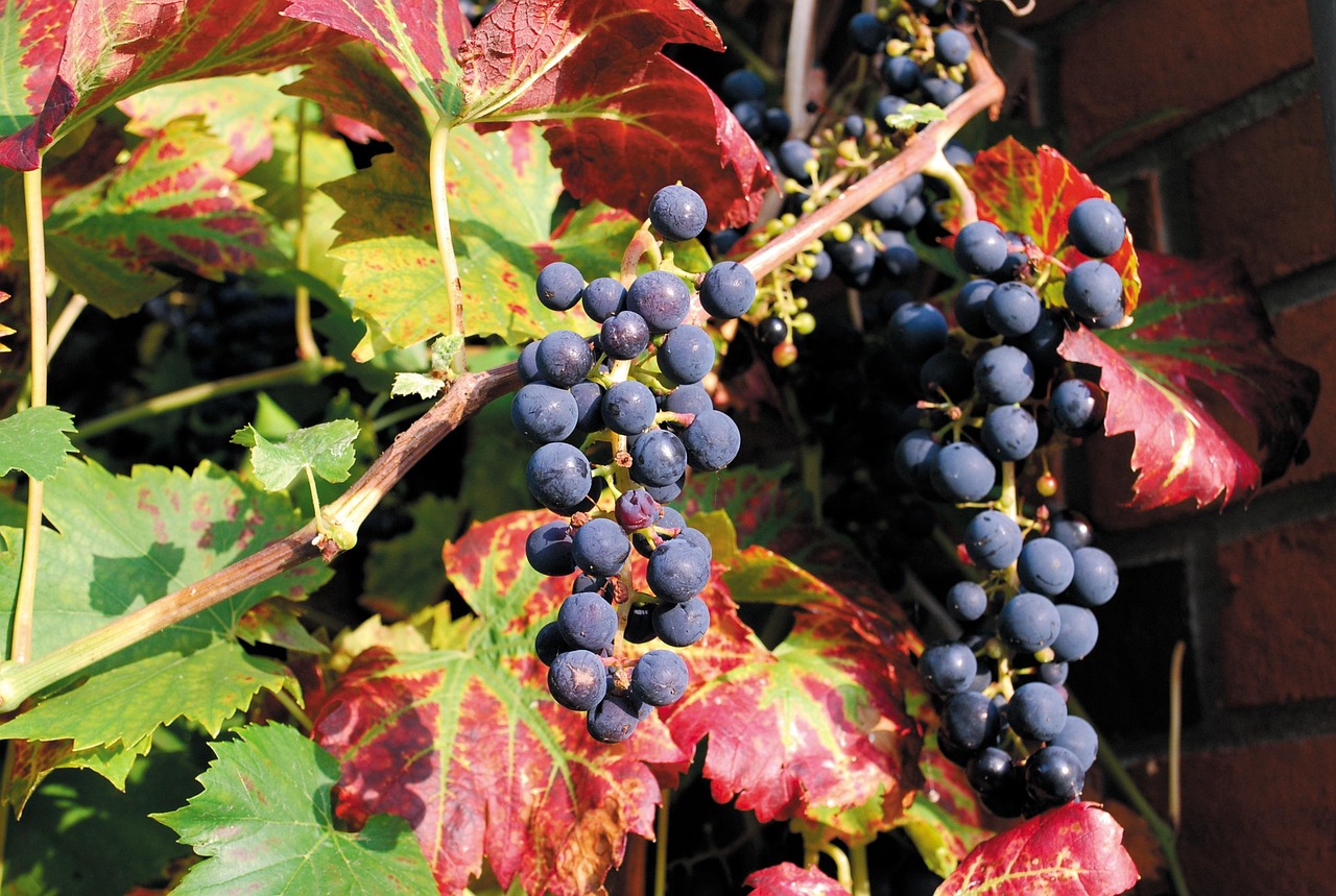 最新紅刺藤收購(gòu)價(jià)格及分析其影響因素的探討