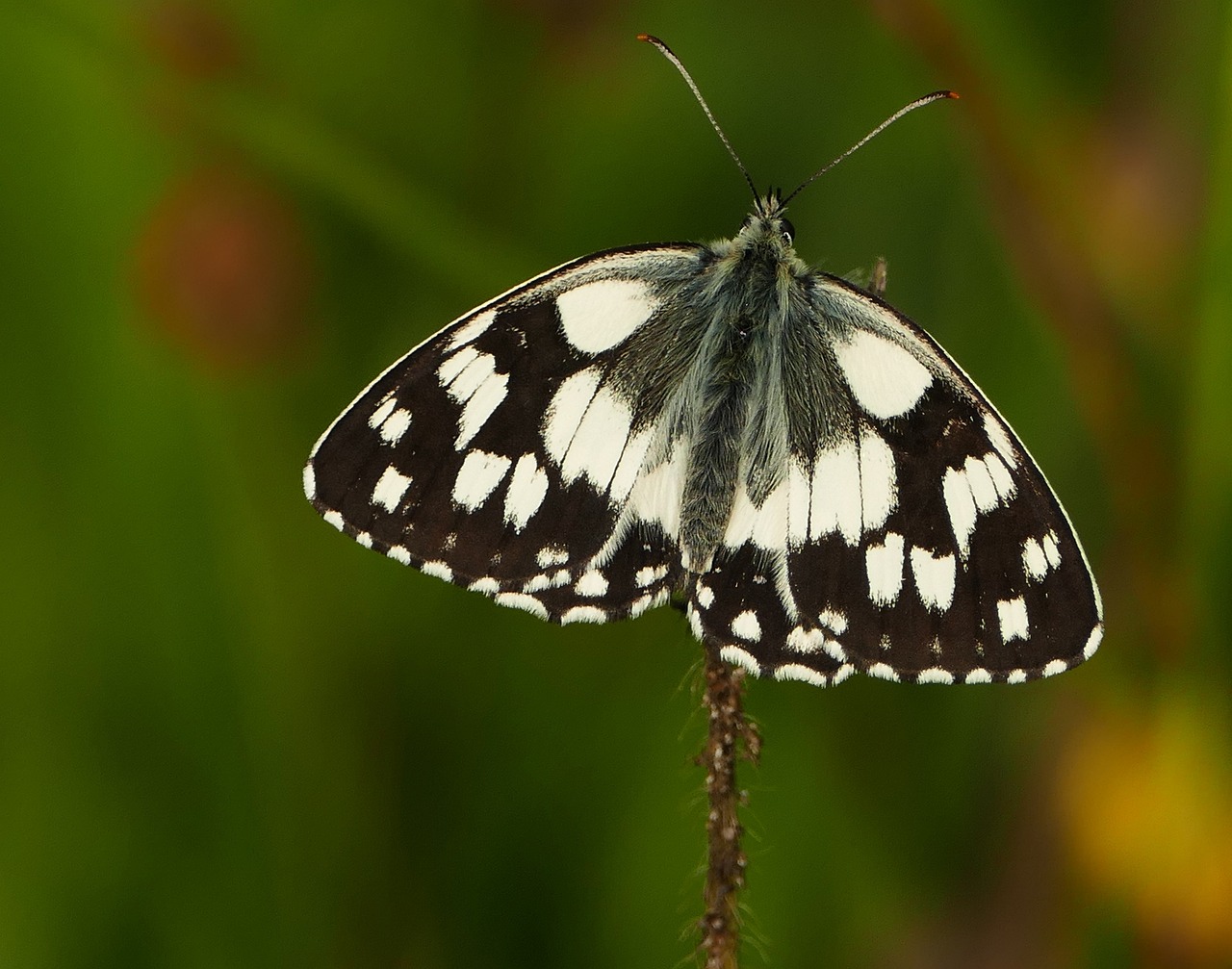 周村二手房最新信息概覽，最新房源、價格及交易動態(tài)一網(wǎng)打盡