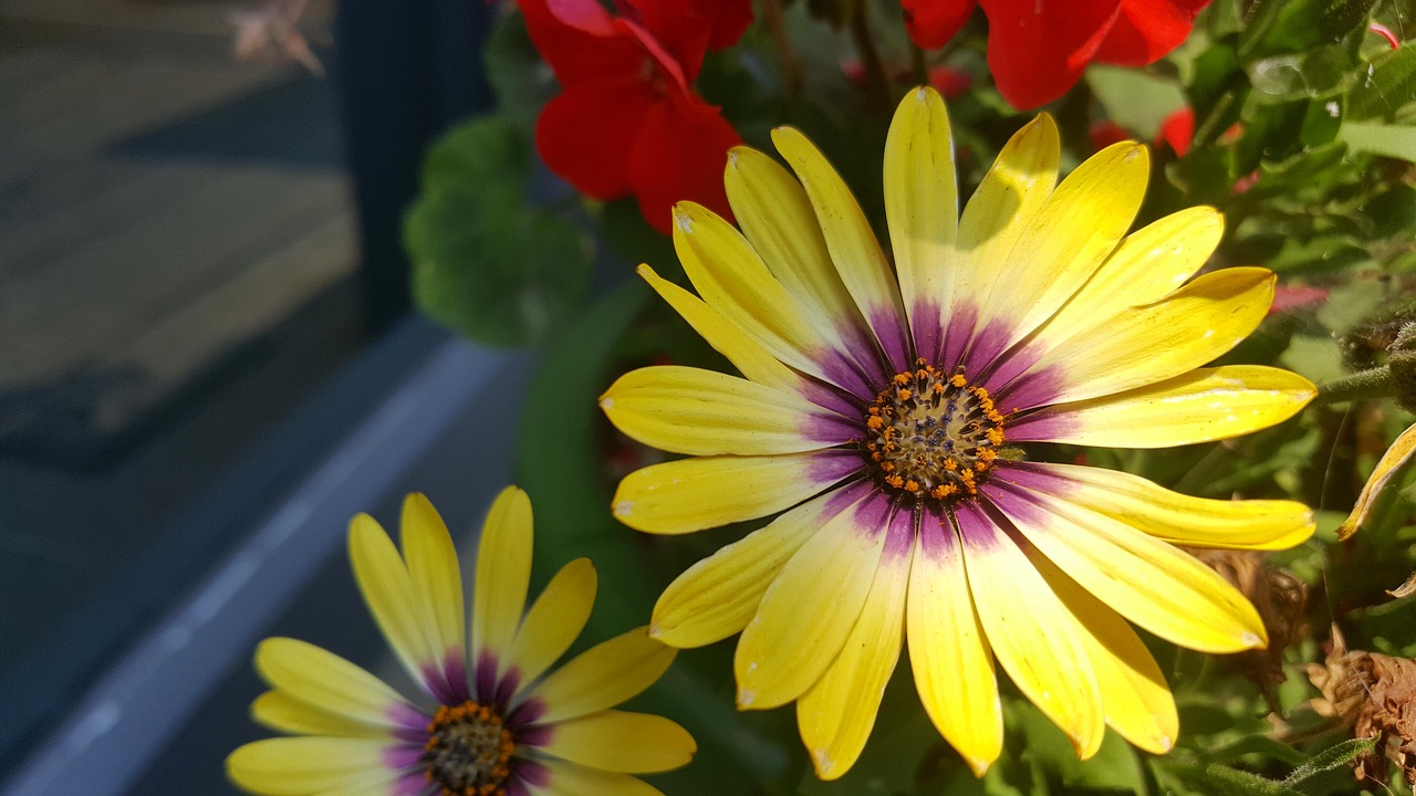 河南三胎政策最新動態(tài)，全面解讀與深度探討