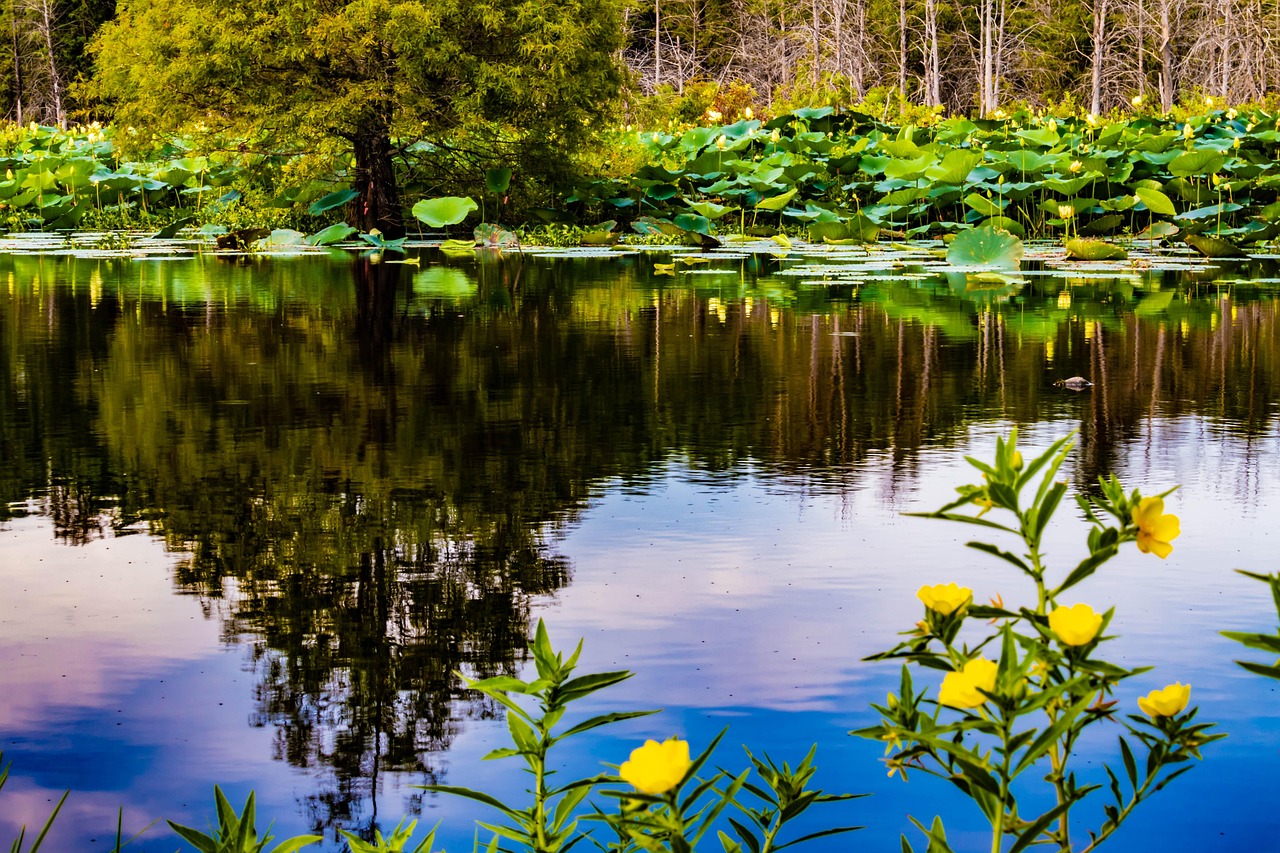 濟(jì)南市北湖最新進(jìn)展，城市綠色發(fā)展實踐的生動展示