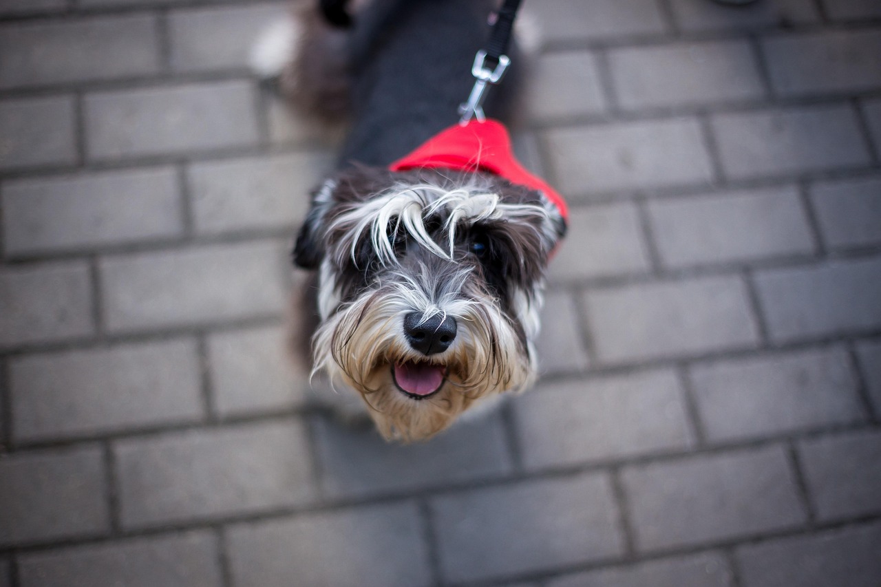 王玲玲與小一鳴的最新動(dòng)態(tài)，星光璀璨，未來可期
