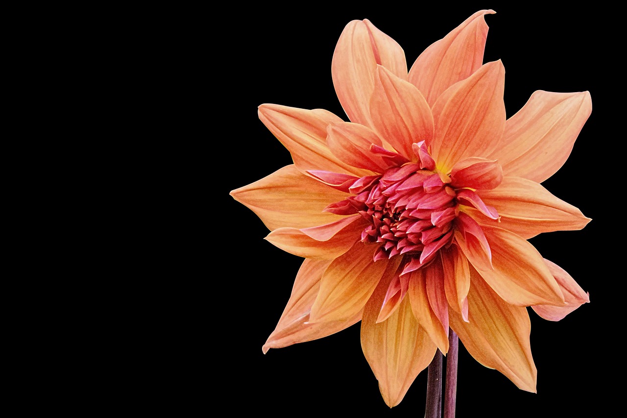 社會(huì)撫養(yǎng)費(fèi)廢止最新動(dòng)態(tài)，重塑人口政策，未來(lái)展望揭曉