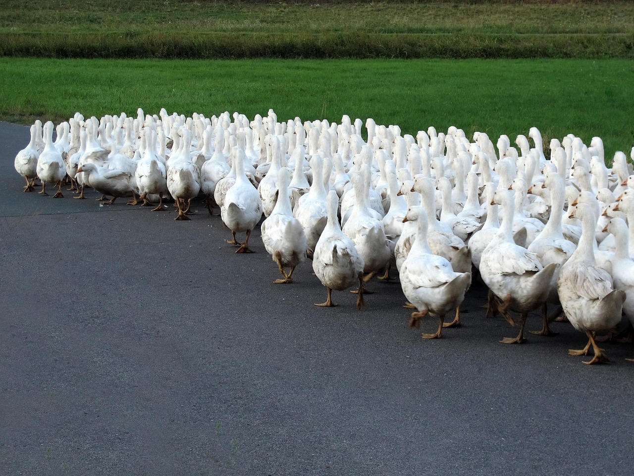 后牛坊村搬遷最新動(dòng)態(tài)，變化中的鄉(xiāng)村未來(lái)