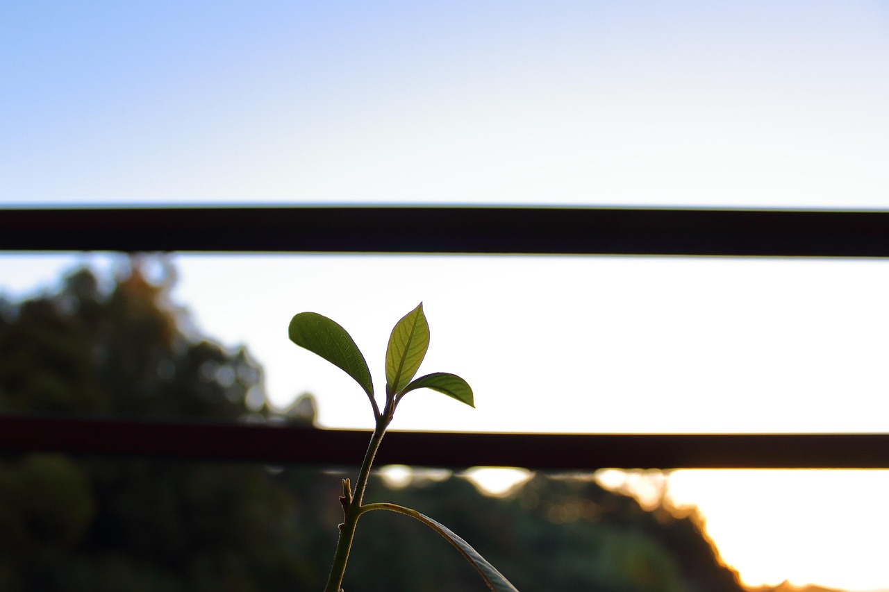 朗詩紅樹林最新動態(tài)，引領綠色生活新篇章，開啟全新篇章