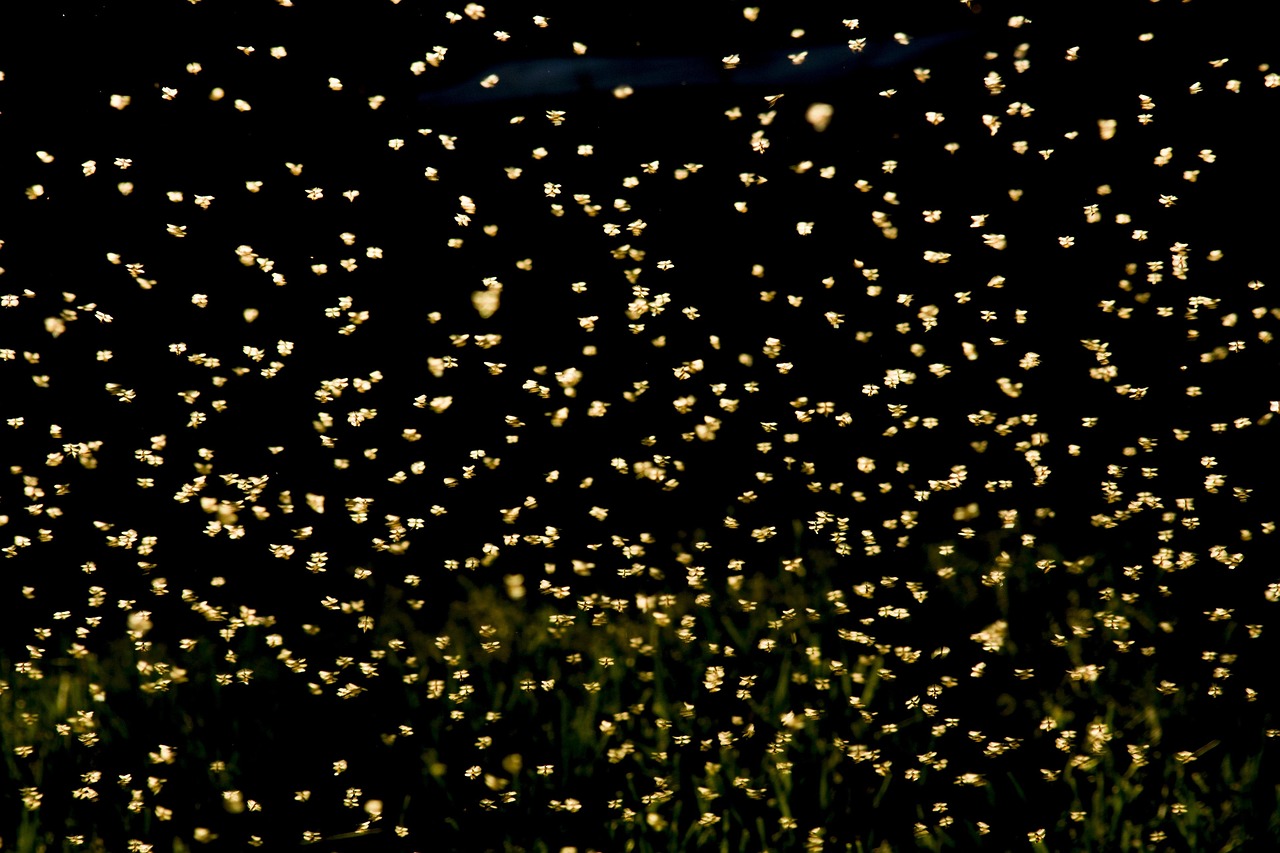 巢湖南路南延最新動態(tài)，建設(shè)進(jìn)展及未來展望