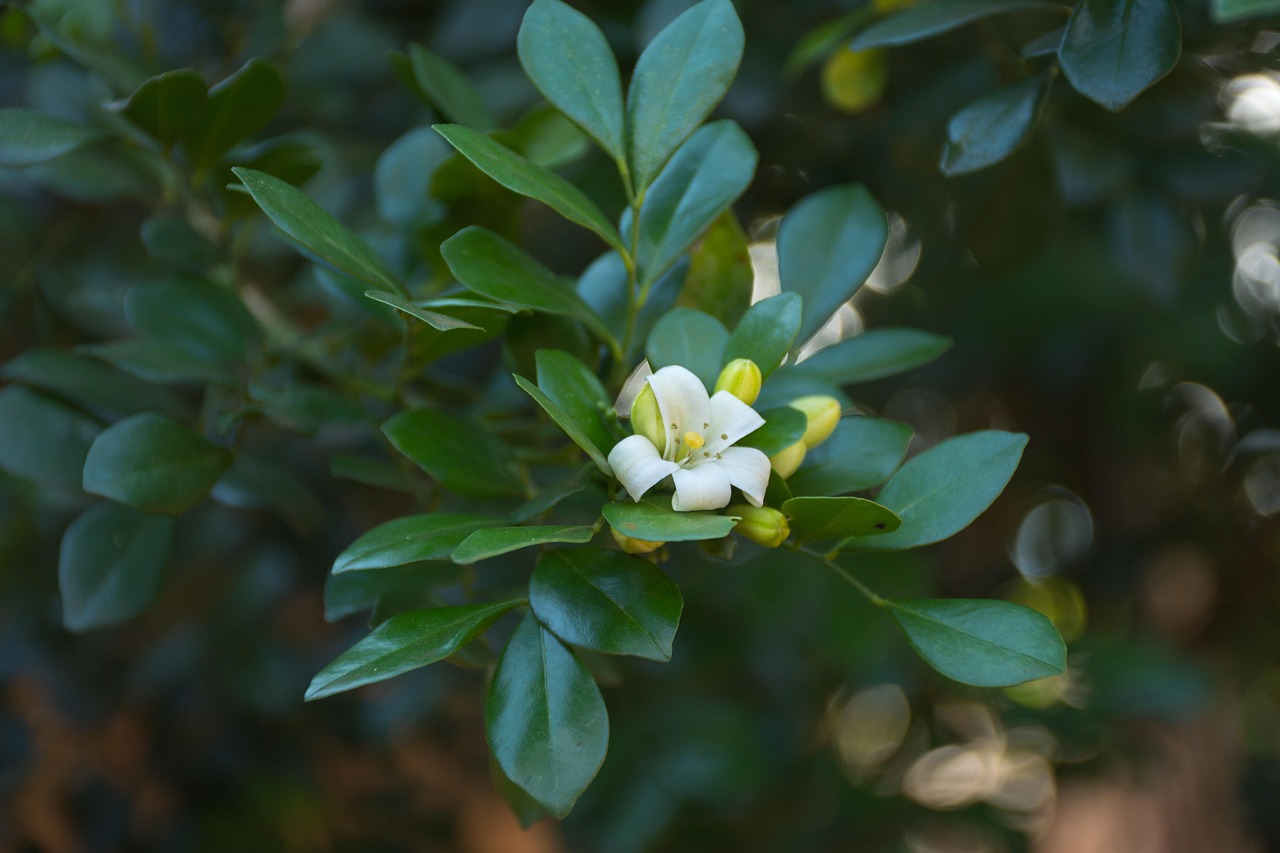 中醫(yī)藥法最新動態(tài)，邁向現(xiàn)代化與規(guī)范化的新征程