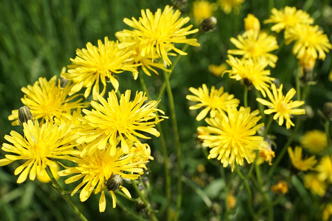 南駐阜蚌高鐵最新進展報告，揭秘最新動態(tài)與進展里程碑